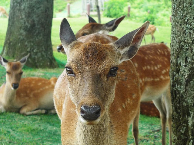 ディアスキン 鹿革の特徴とアイテムを買うときの重大注意点 バッグ 小物 カワニシカバン